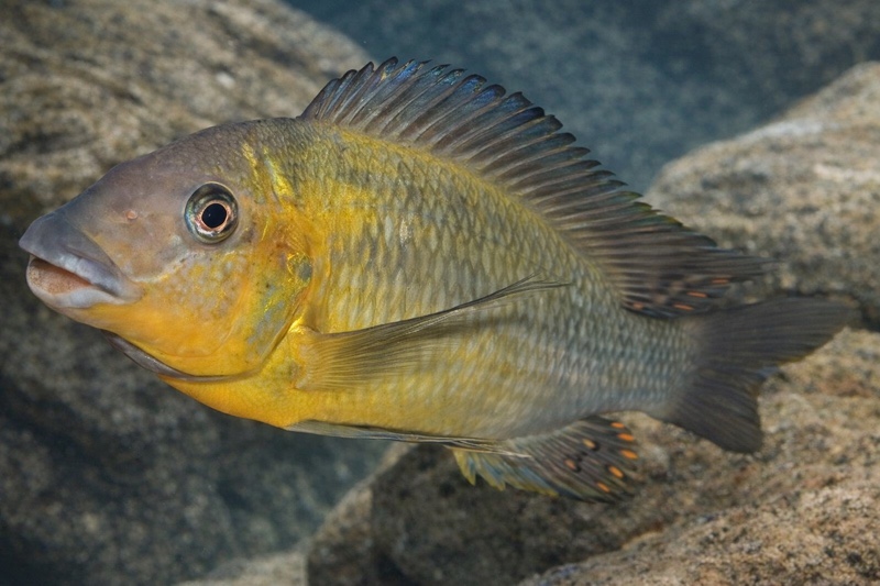Petrochromis cf. polyodon 'Tembwe Deux'